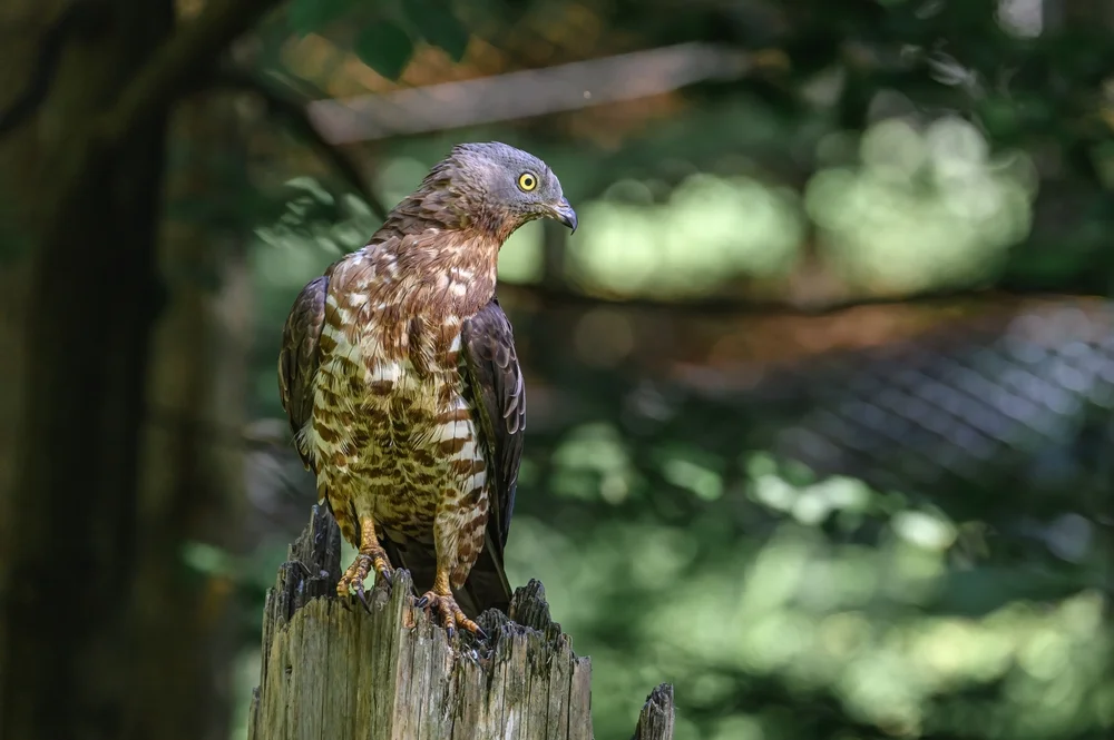 Sulawesibussard (Pemis celebensis)