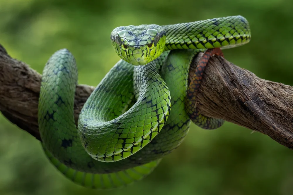 Sumatra-Bambusotter (Trimeresurus strigatus)