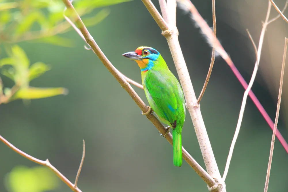Sumatra-Bartvogel (Megalaima oorti)