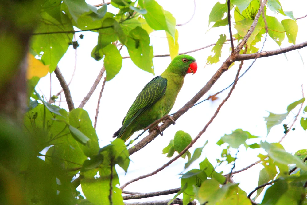 Sumatra-Baumhonigfresser (Tanygnathus sumatranus)