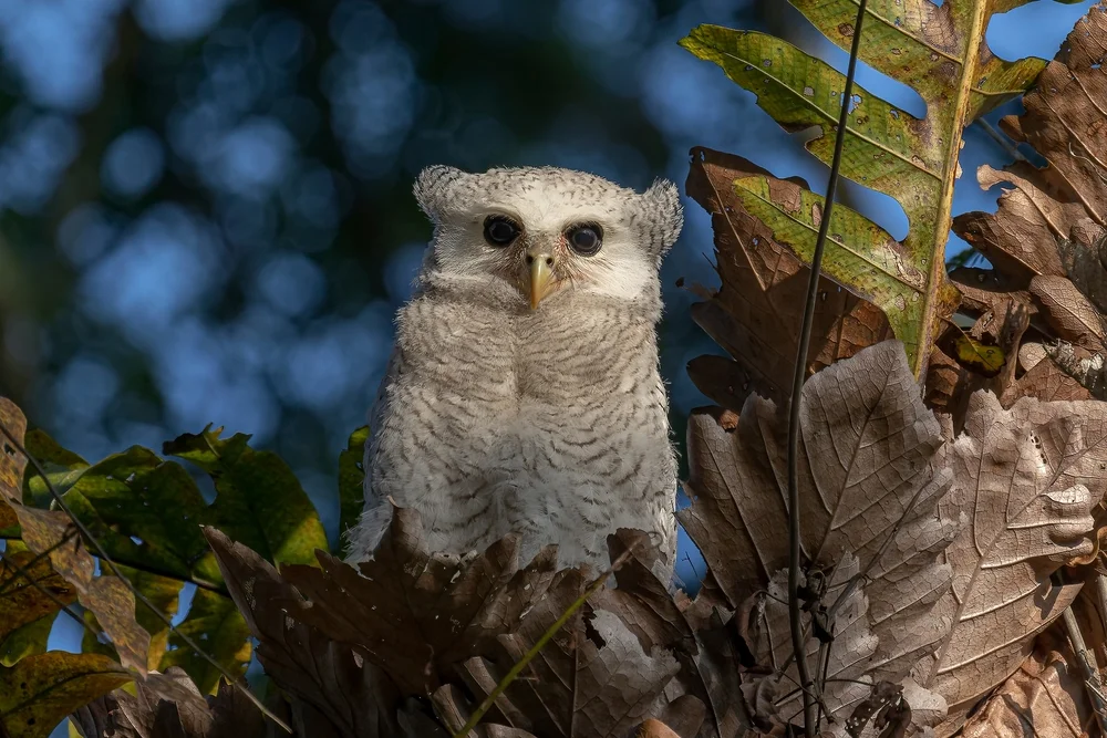 Sumatra-Fischuhu (Bubo sumatranus)