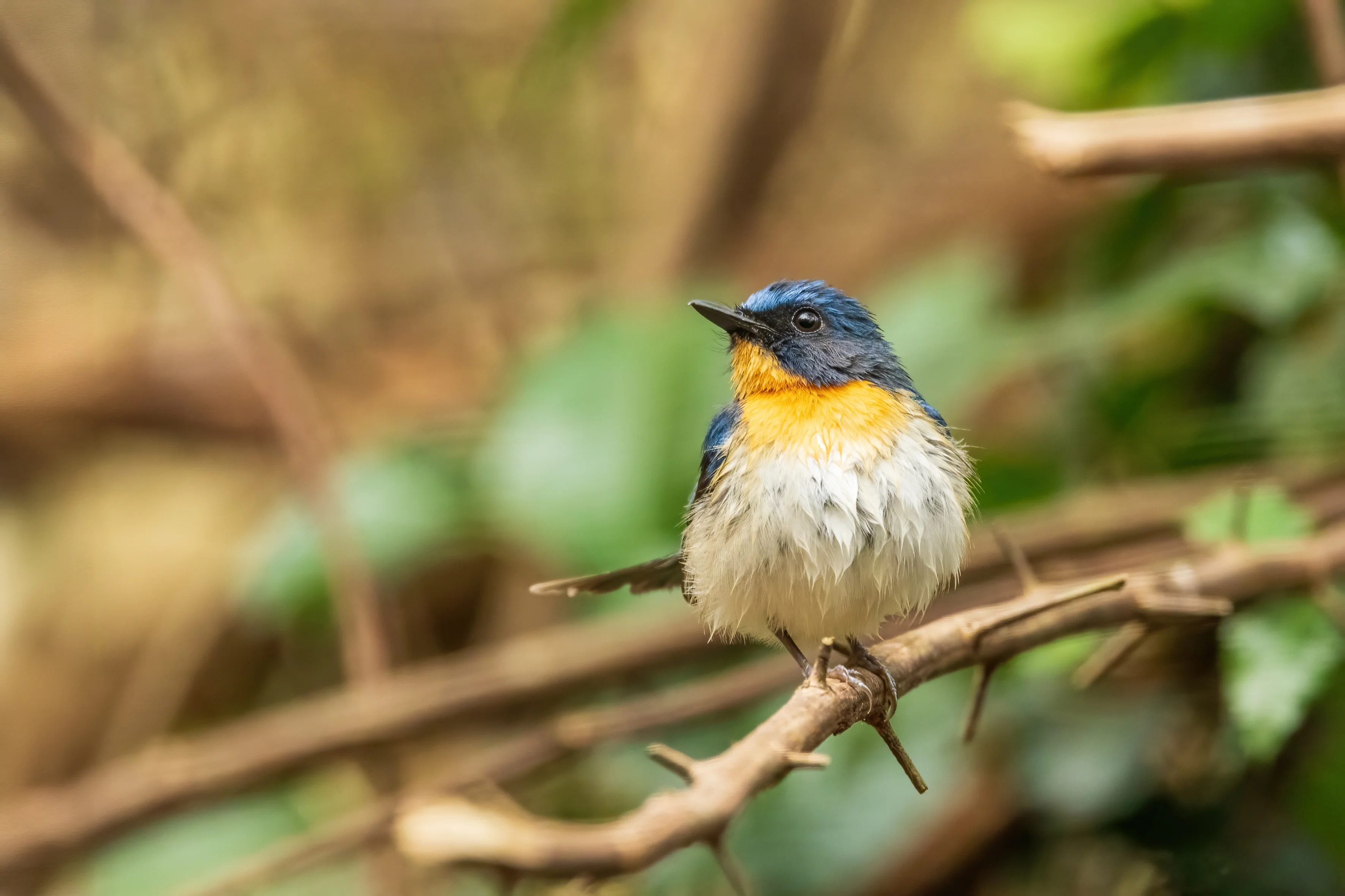 Sumatra-Fliegenschnäpper (Cyornis sumatrensis)