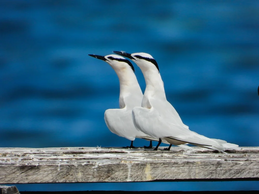 Sumatra-Seeschwalbe (Sterna sumatrana)