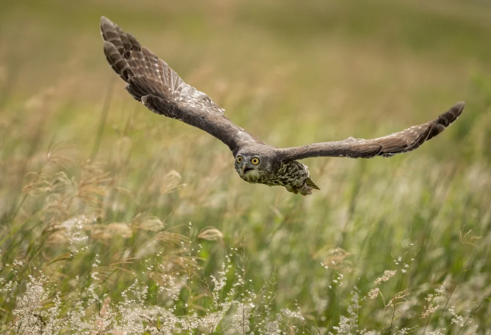 Sumba Boobook (Ninox sumbaensis)