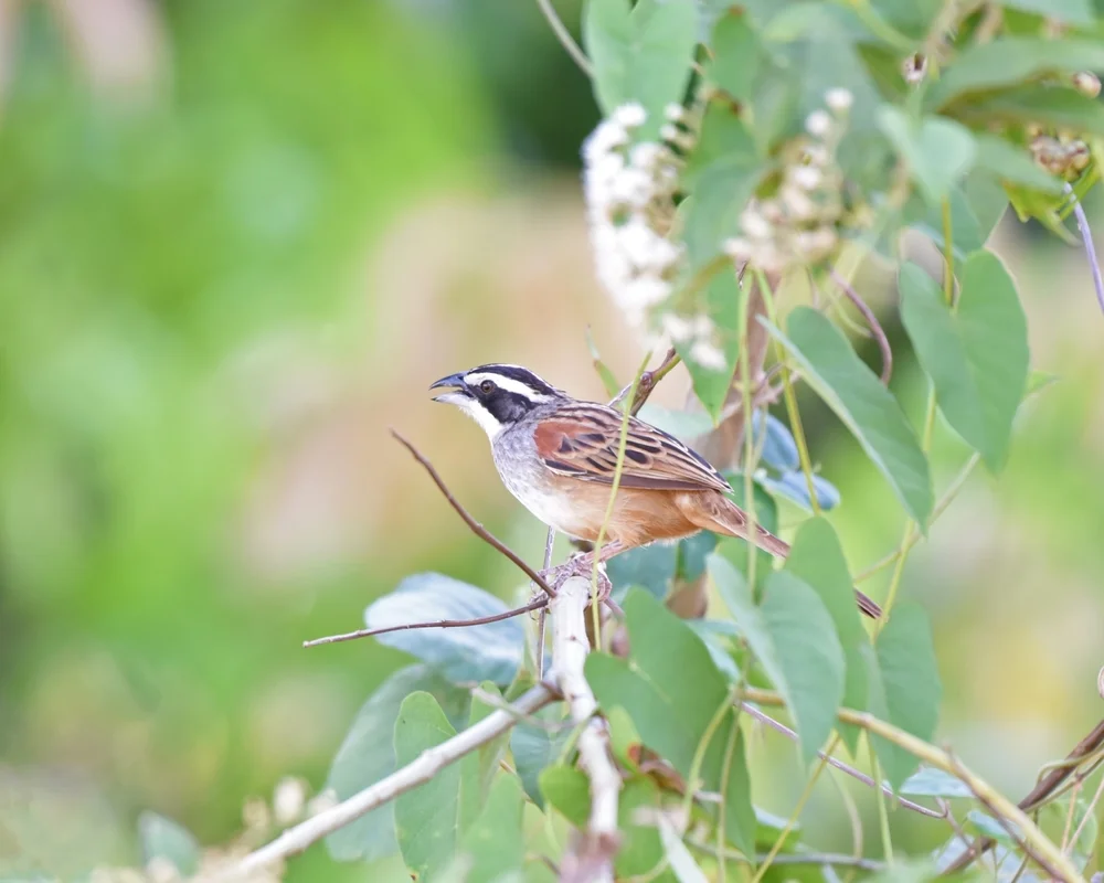 Sumichrast-Bachammer (Peucaea sumichrasti)