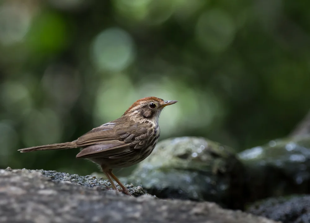 Sumpf-Augenbrauenbabbler (Pellorneum palustre)