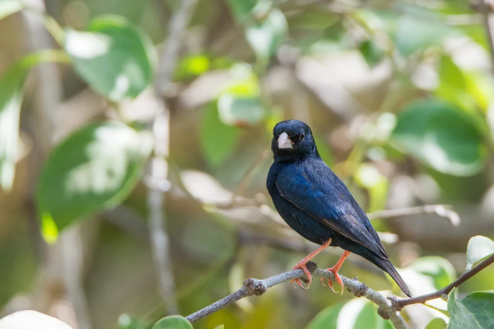 Sumpf-Paradieswitwe (Vidua larvaticola)