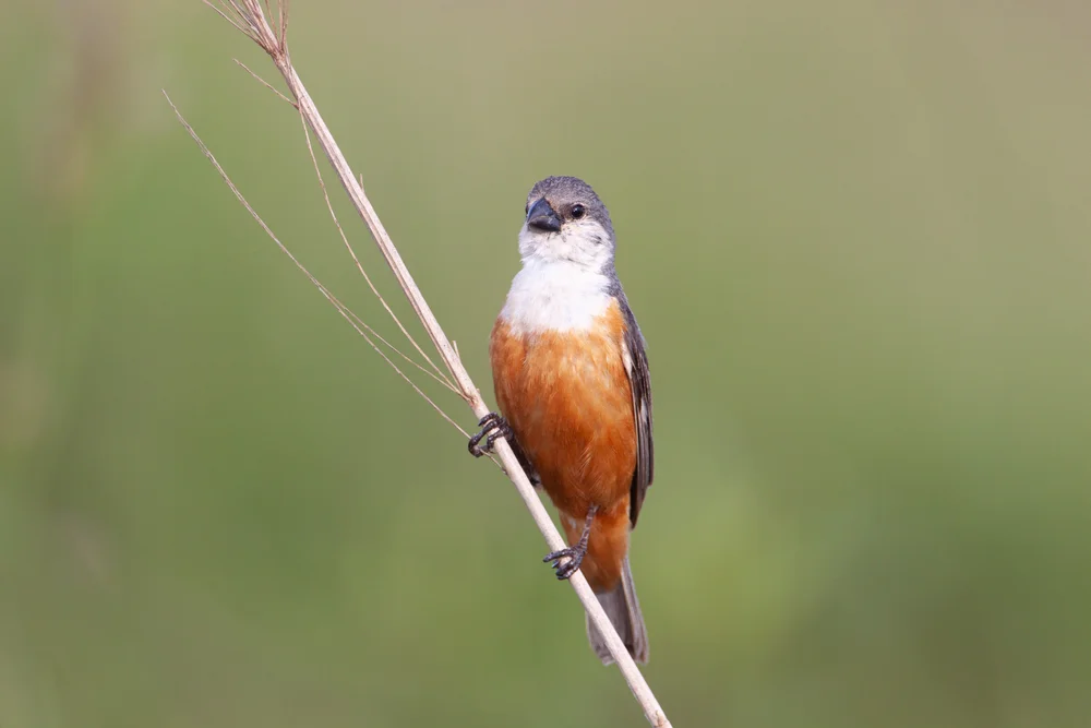 Sumpf-Saatknospf (Sporophila nigrorufa)