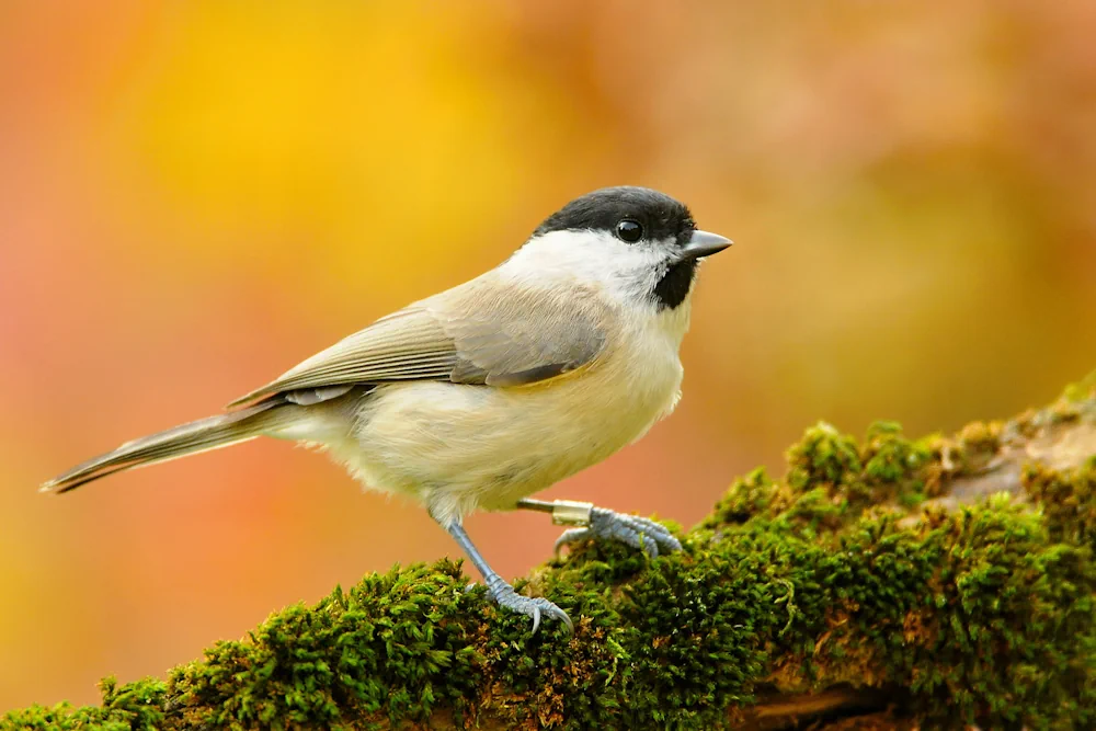 Sumpfmeise (Poecile palustris)