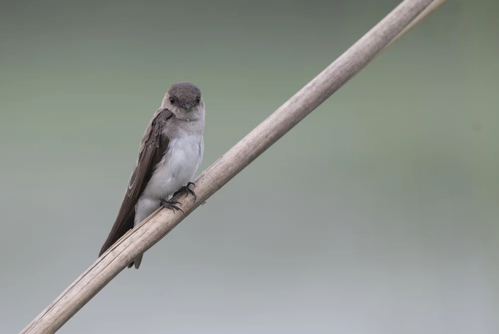 Sumpfseeschwalbe (Riparia paludicola)