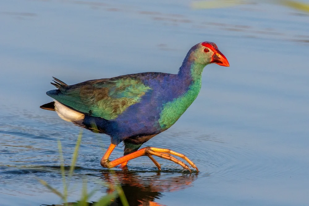 Sumpfweihe (Poliocephalus poliocephalus)