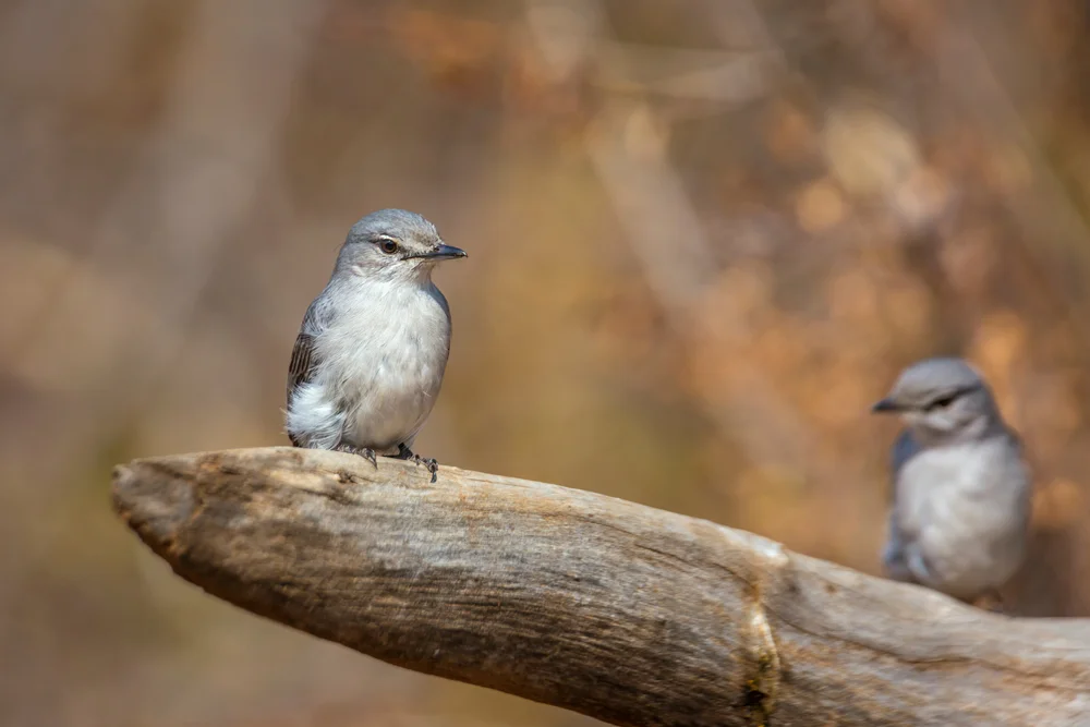 Sunda-Fliegenschnäpper (Muscicapa segregata)