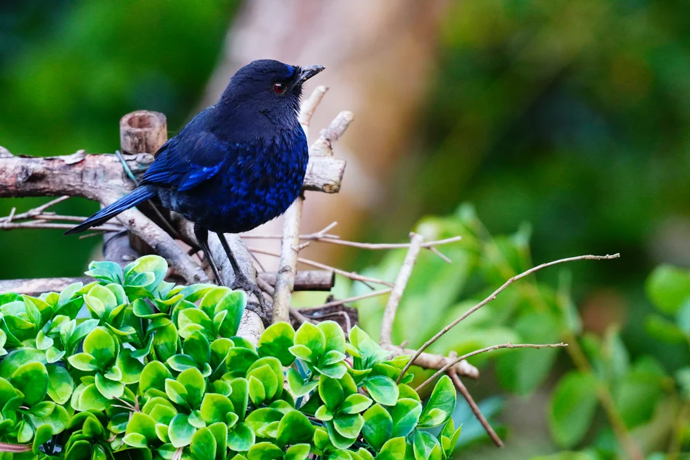 Sunda-Pfeifdrossel (Myophonus insularis)