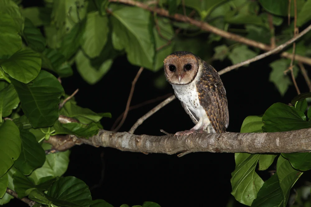 Sundaschleiereule (Tyto sororcula)