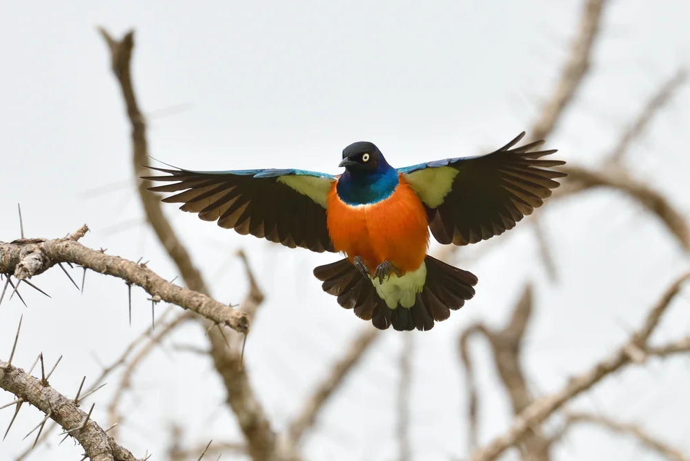 Superb Starling (Lamprotornis superbus)