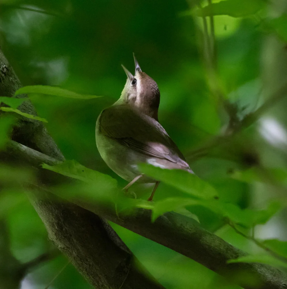 Swainsons Rohrsänger (Limnothlypis swainsonii)