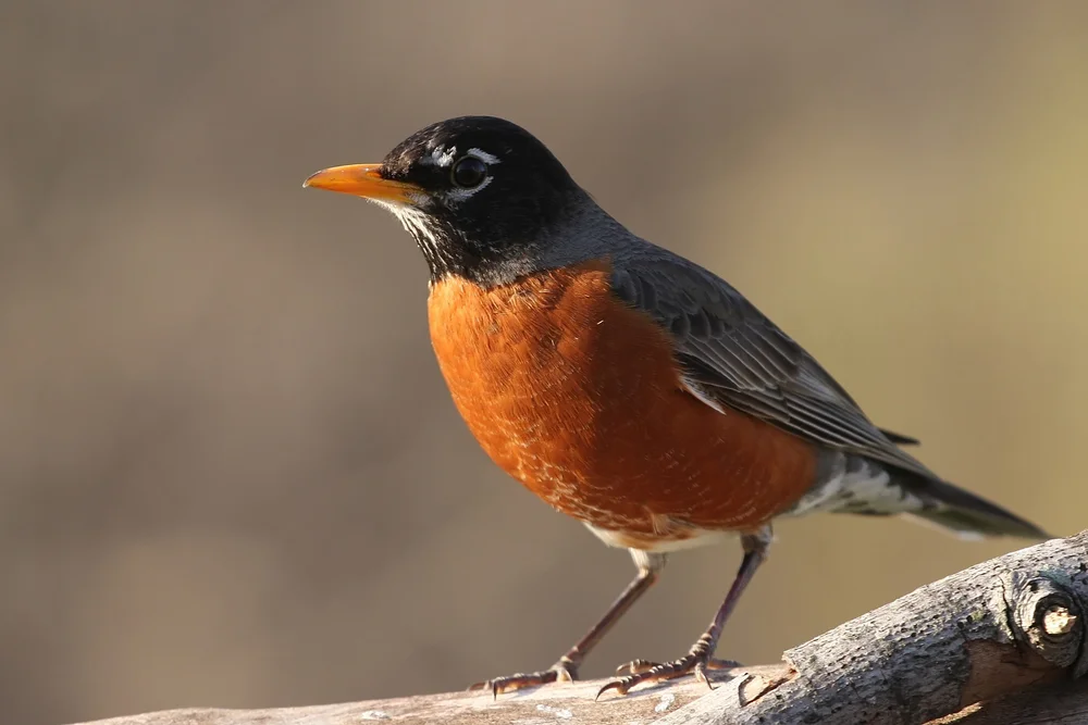 Swales' Drossel (Turdus swalesi)
