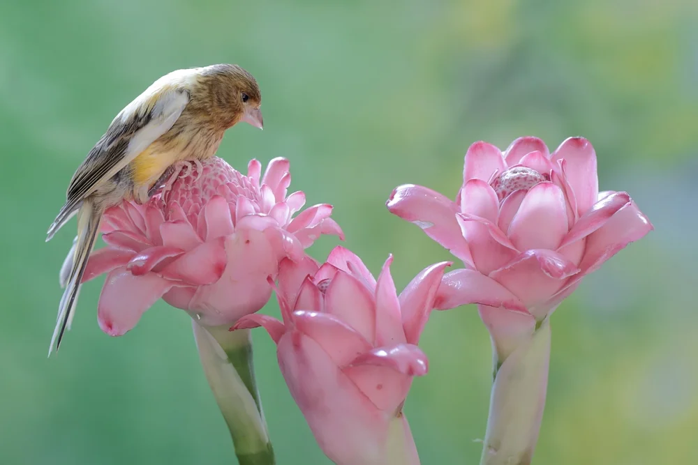 Symons' Girlitz (Serinus sulphuratus)