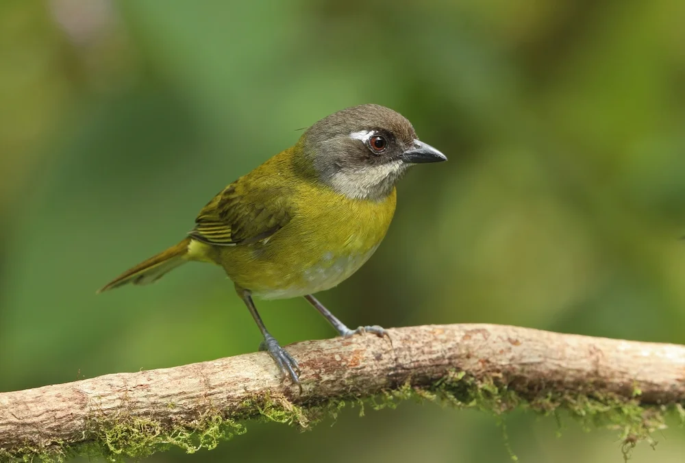 Tacarcuna-Buschammer (Chlorospingus tacarcunae)