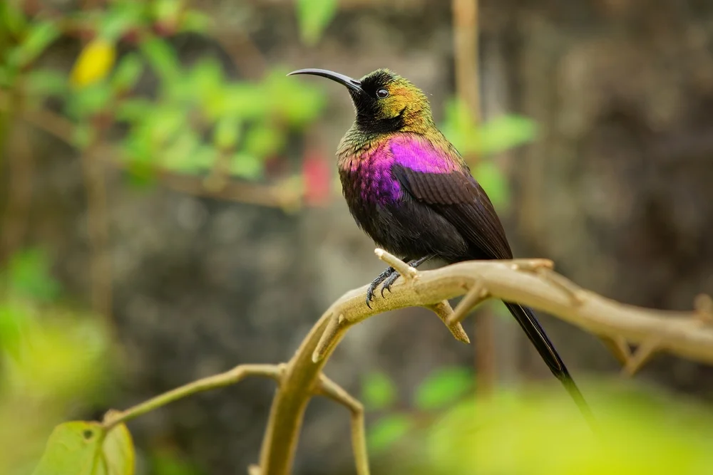 Tacazze-Nektarvogel (Nectarinia tacazze)