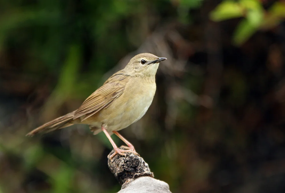 Taczanowskis Grassänger (Locustella tacsanowskia)