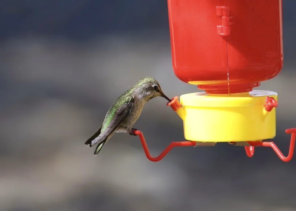 Taczanowskis Schattenkolibri (Leucippus taczanowskii)