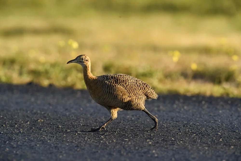 Taczanowski's Tinamou (Nothoprocta taczanowskii)