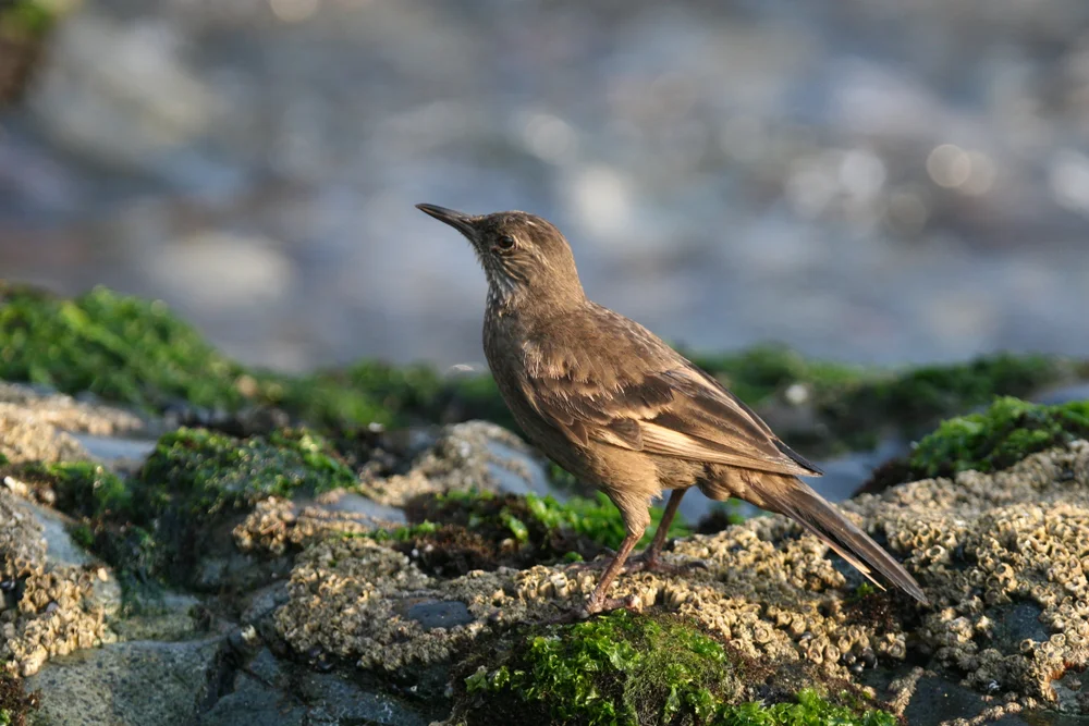 Taczanowskis Uferwipper (Cinclodes taczanowskii)