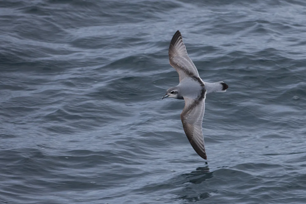 Täubchen-Sturmvogel (Pachyptila turtur)