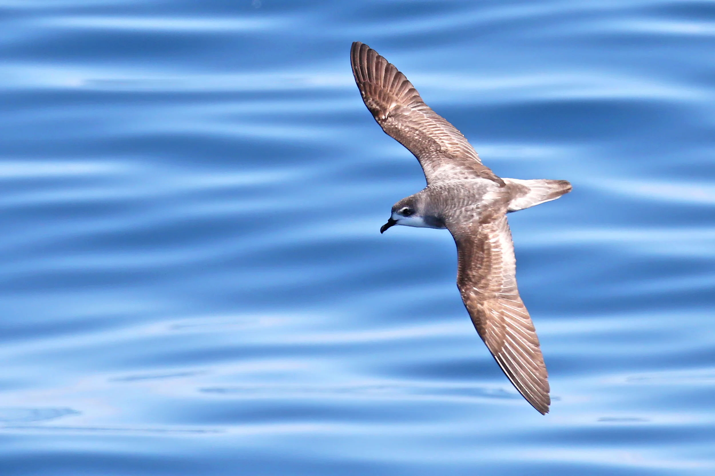 Tahitisturmvogel (Pterodroma rupinarum)