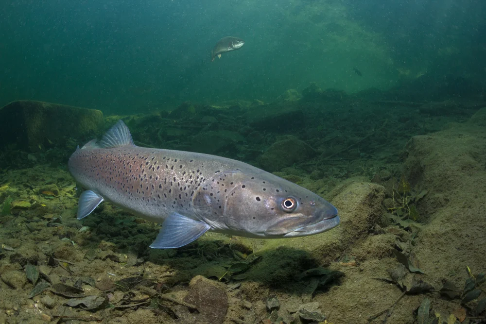 Taimen (Hucho taimen)