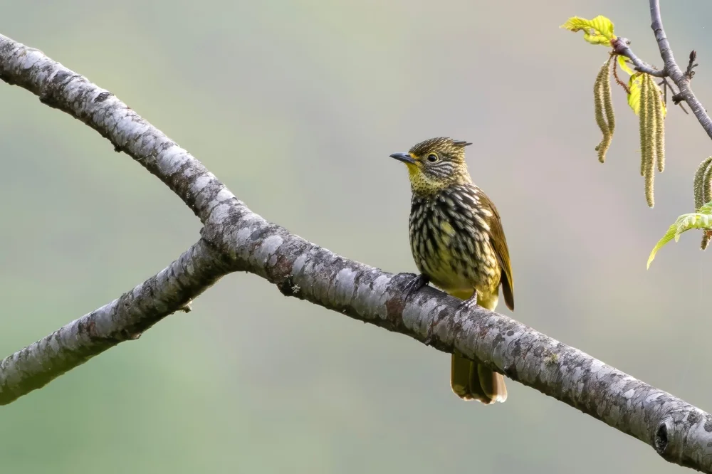 Taiwan-Dickschnabeldrossel (Pycnonotus striatus)