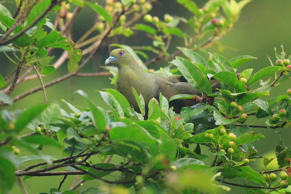 Taiwan-Grüntaube (Treron formosae)