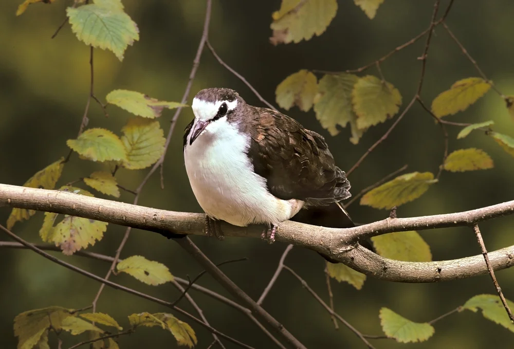 Tambourintaube (Turtur tympanistria)