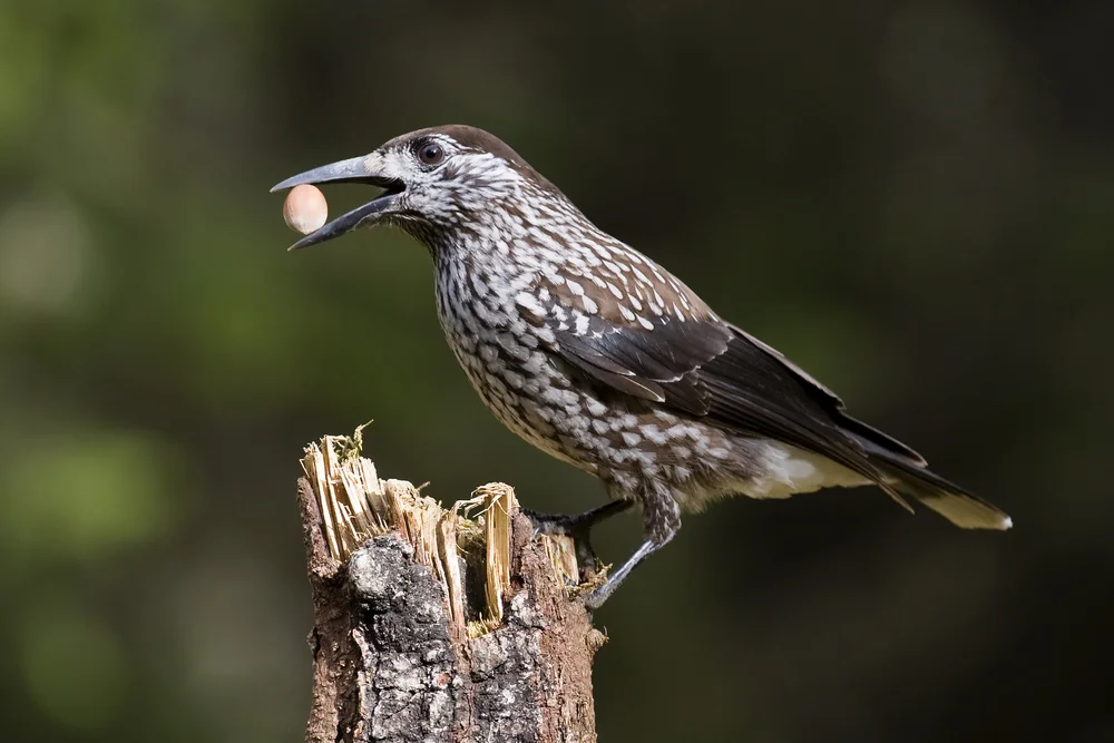 Tannenhäher (Nucifraga caryocatactes)