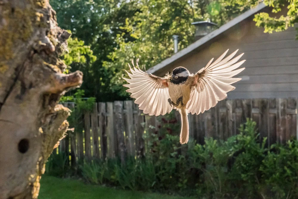 Tannenmeise (Poecile atricapillus)