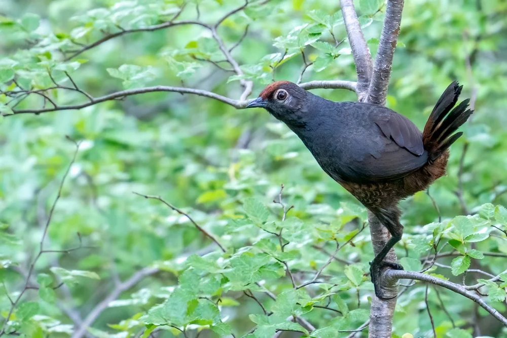 Tarns Erdhacker (Pteroptochos tarnii)