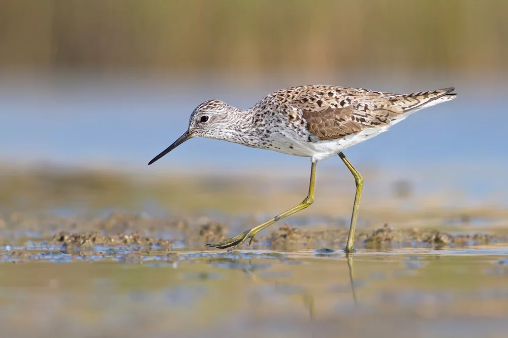 Teich-Wasserläufer (Tringa stagnatilis)