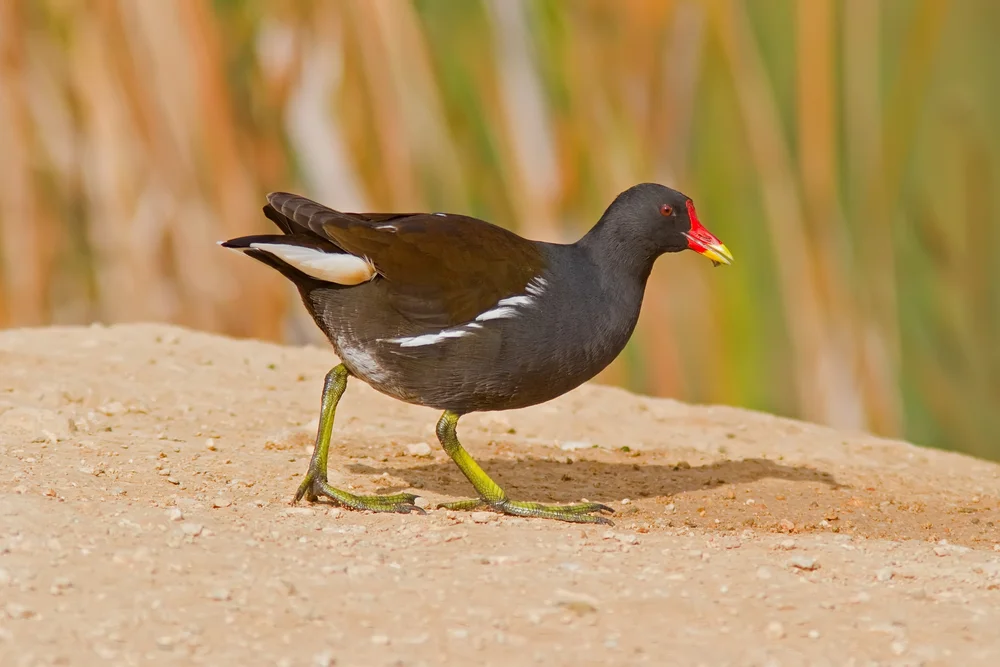 Teichhühner (Gallinula chloropus)
