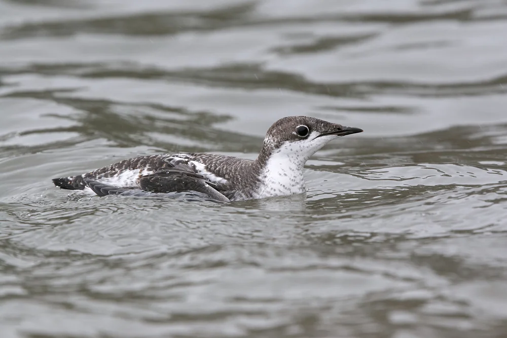 Teistaubentaucher (Brachyramphus perdix)