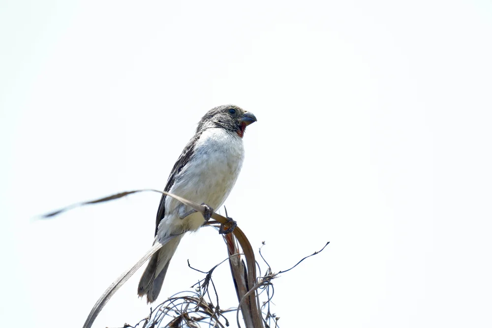 Telasco-Saatknospf (Sporophila telasco)