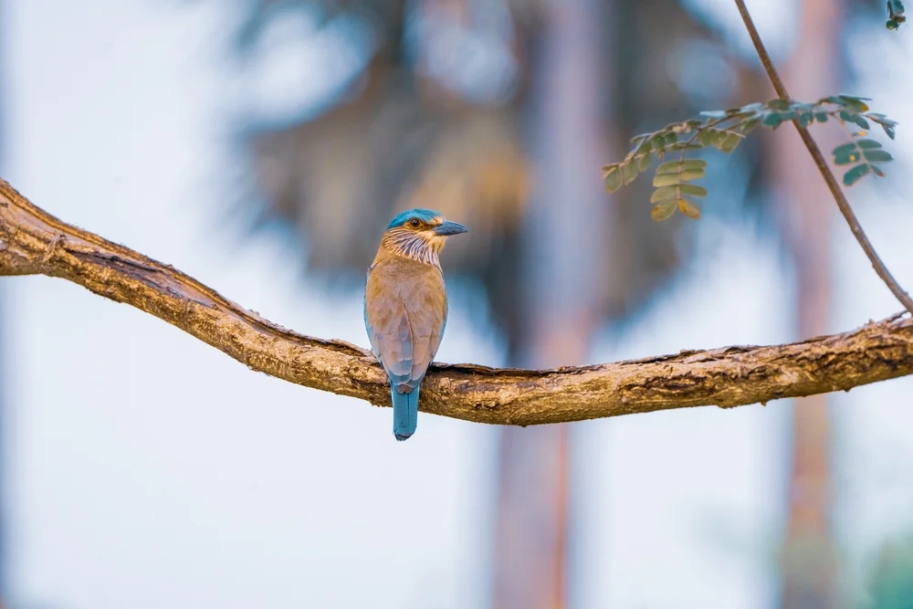Temminck-Racke (Coracias temminckii)