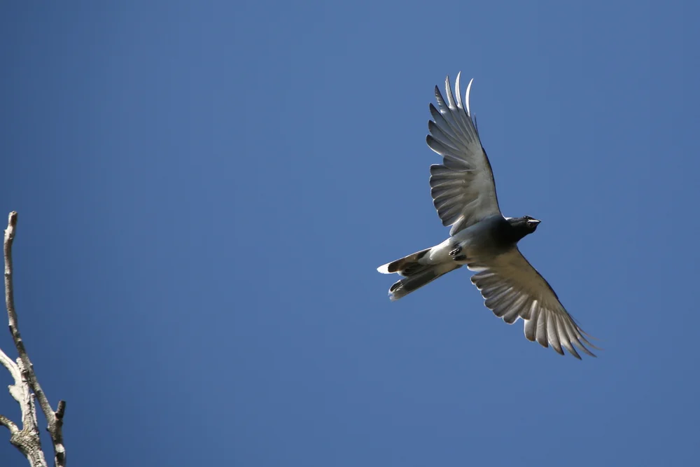 Temminck-Raupenfänger (Coracina temminckii)