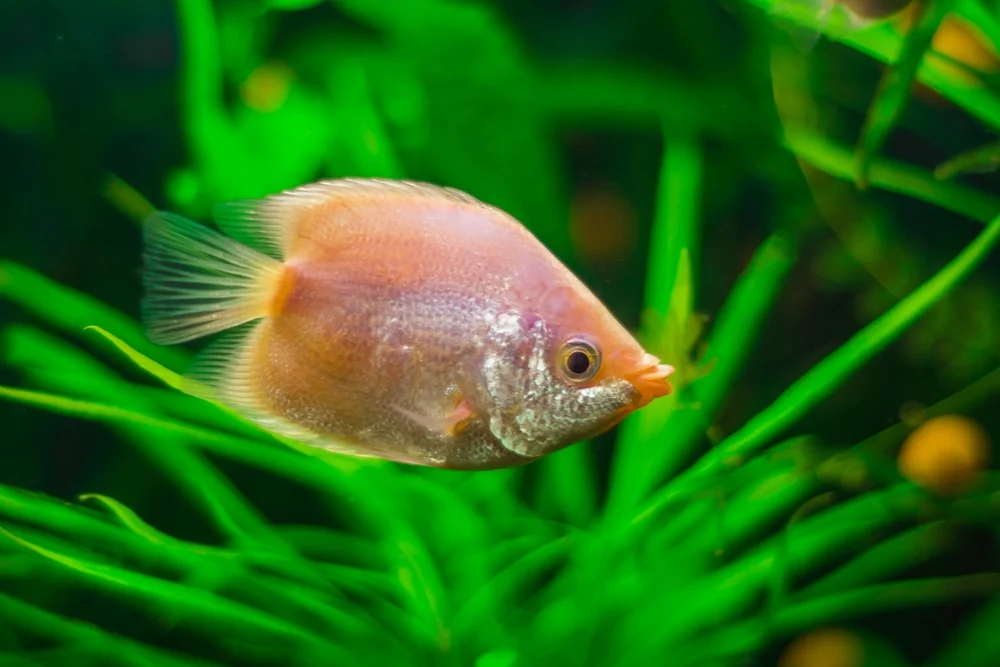 Temmincks Helostoma (Helostoma temminckii)