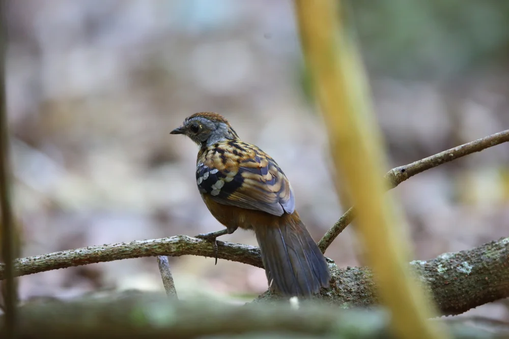Temmincks Iora (Orthonyx temminckii)