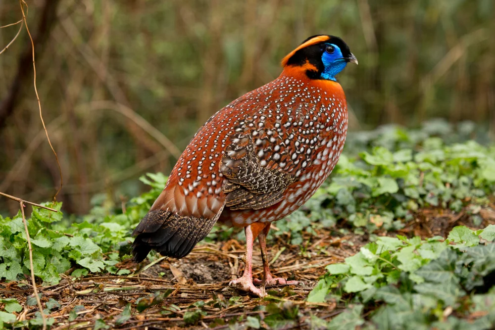 Temmincks Tragopan (Tragopan temminckii)