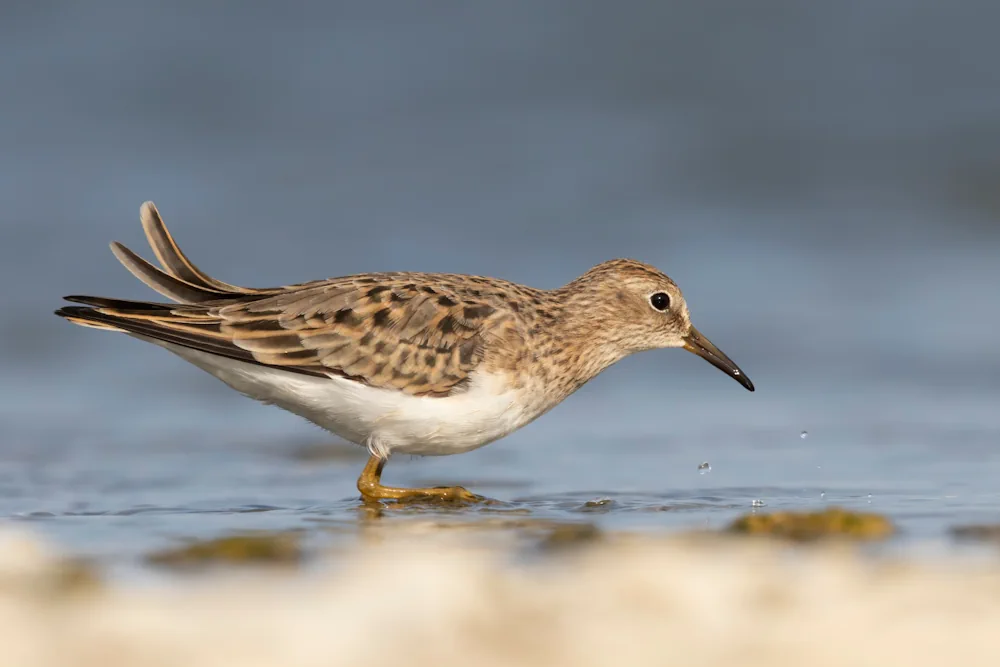 Temminckstrandläufer