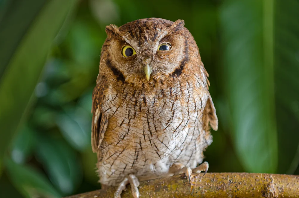 Tepui-Kreischeule (Megascops roraimae)