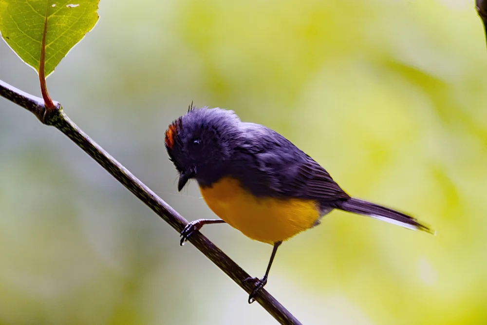 Tepui-Waldsänger (Myioborus pariae)