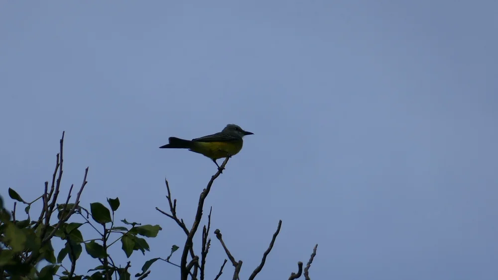 Terekrufer (Schwertfisch)